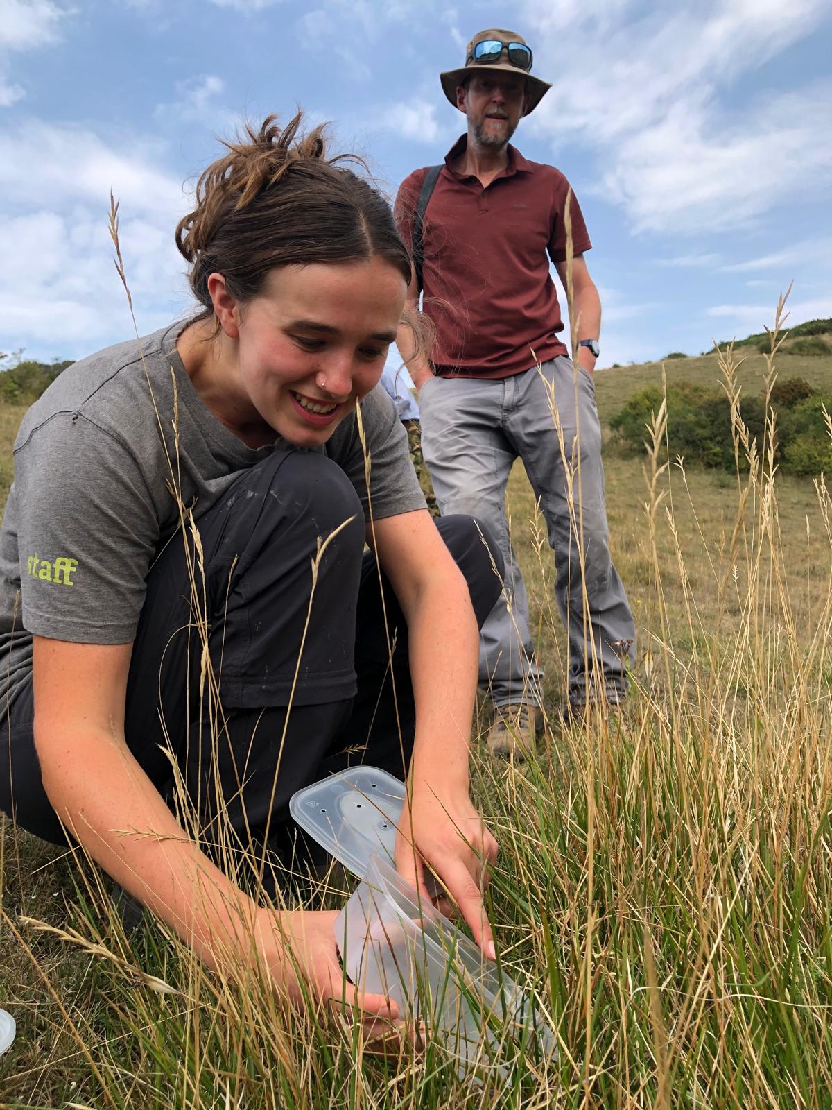 Sussex Wildlife Trust Ranger Rosie Hutchings releases a Wart-biter into their new home on the South Downs @ Karim Vahed