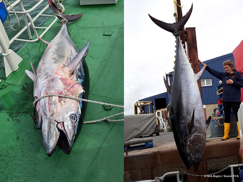 Bluefin Tuna