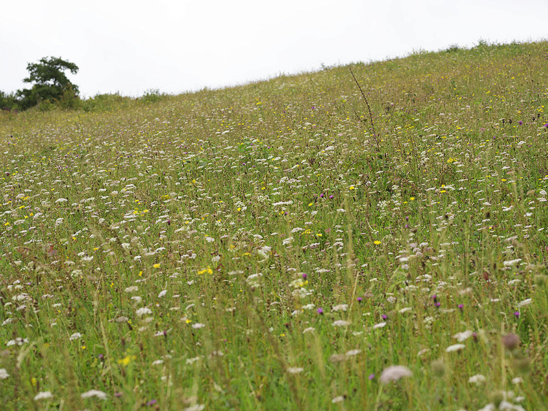 Community Group Focus: Benfield Wildlife and Conservation Group