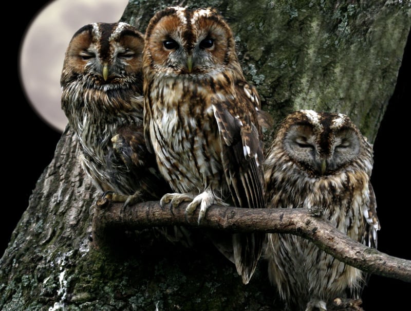 The results are in - what's next for nature?