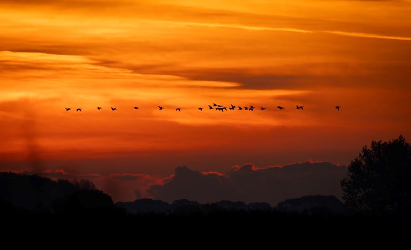 Geese flying against orange sky by Adam Wood