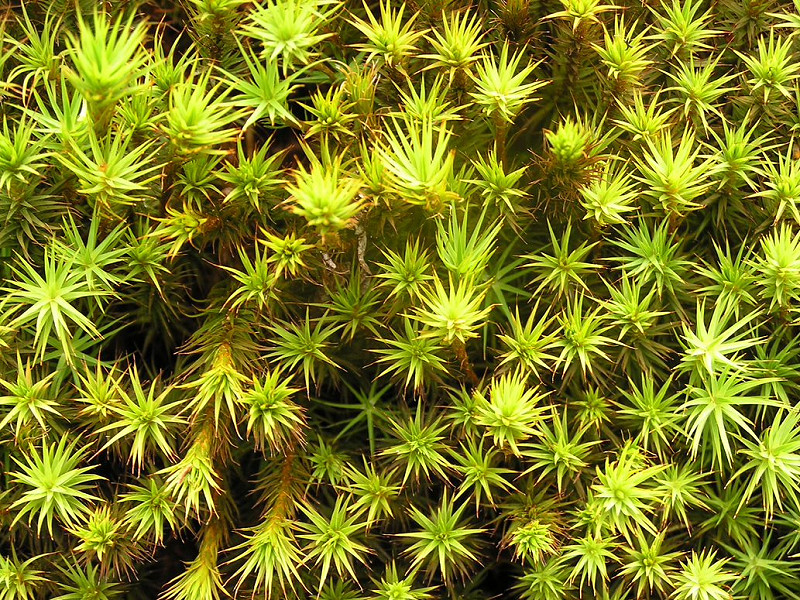 Nature's mood-boosting patterns