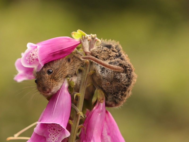 Vole in Foxglove wins Sussex Wildlife Trust online photo competition
