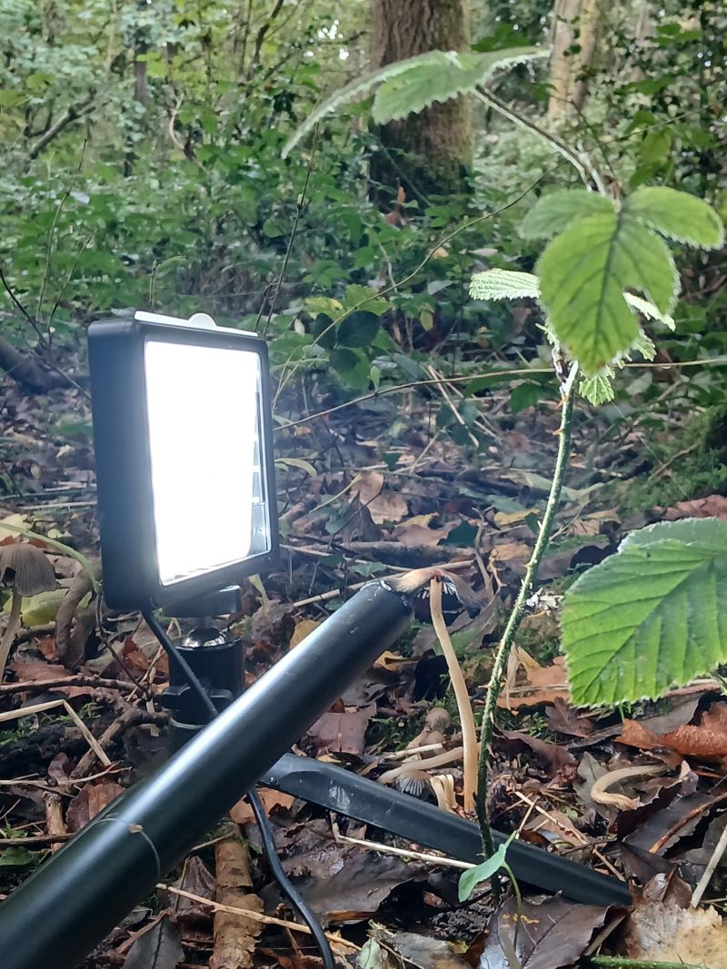 Filming inkcaps up close at Woods Mill © Amy King