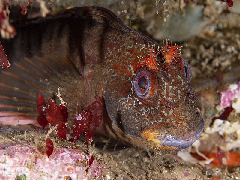 Meet the Tompot Blenny