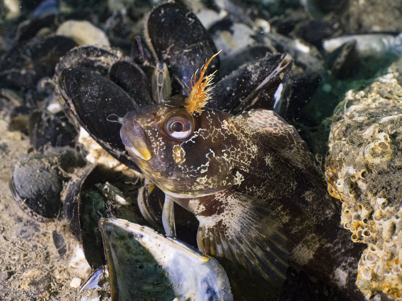 Brighton Marina makes new application to dispose of dredge spoil within Beachy Head West Marine Conservation Zone