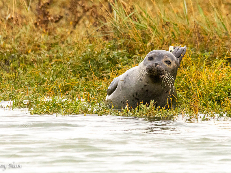 Rye Harbour Seals