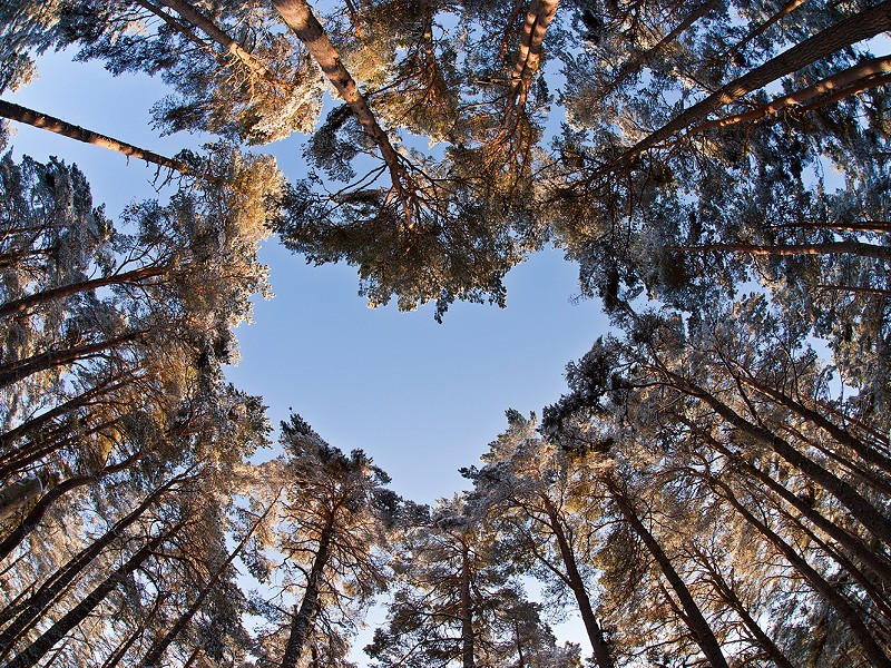 Crawley Borough Council says no to Center Parcs