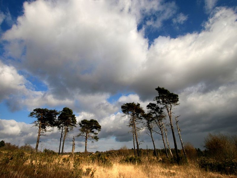 Towards a Wilder Sussex - we are all in this together