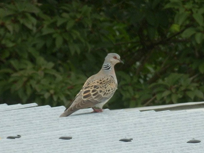 Corona Wildlife Diary: Day Eighty-one