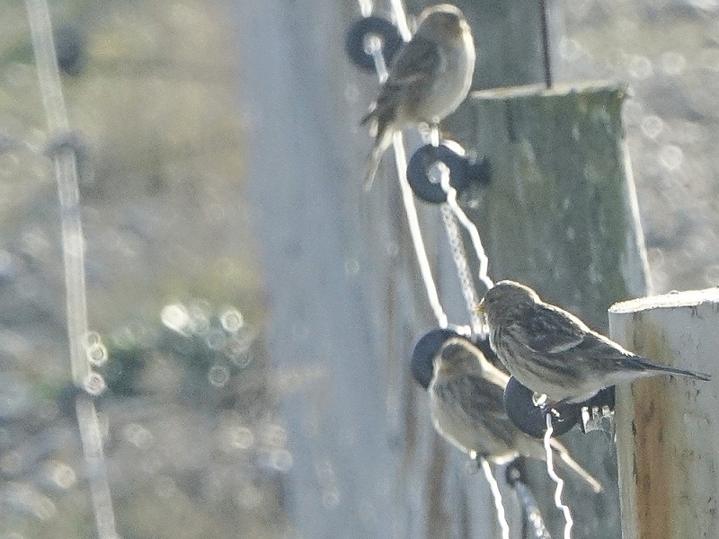 Rye Harbour Nature Reserve Sightings - January 2019
