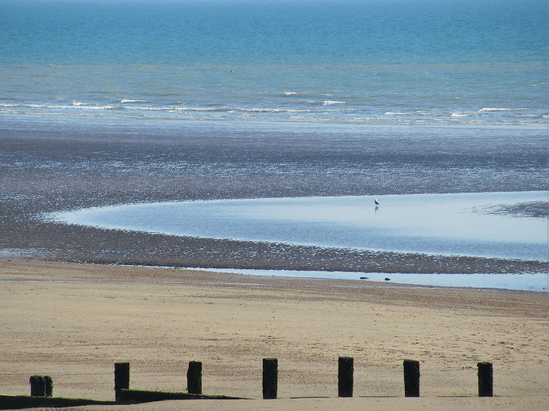 Statement on bio-beads disaster at Camber Sands