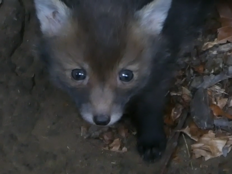 Corona Wildlife Diary: Day Thirty-six