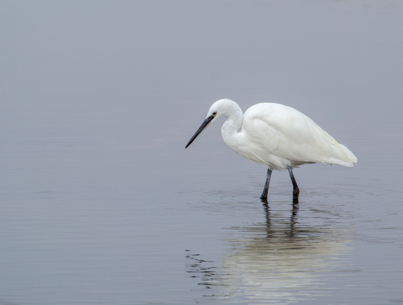 40 Years of Rye Harbour Magic