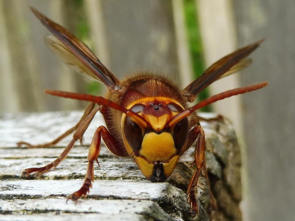 European Hornets
