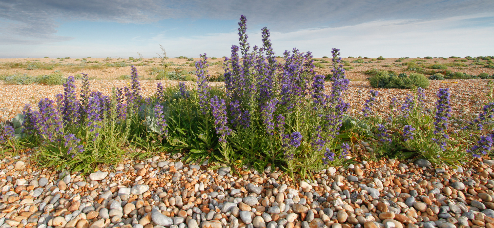 Viper's Bugloss