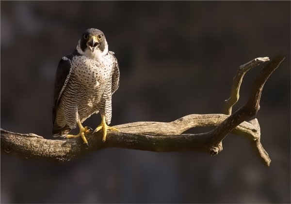 Rye Harbour Nature Reserve Sightings - December 2018