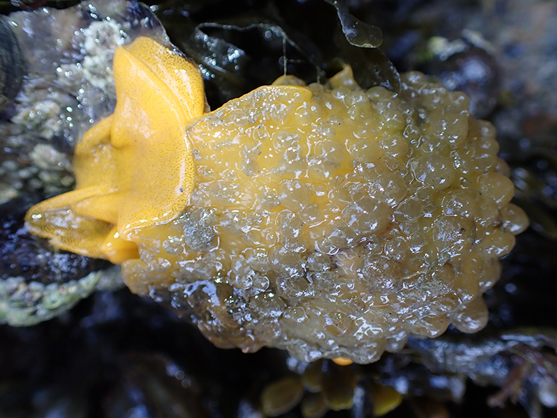 Sea slugs, seaweeds and snorkel trails make headlines in The Wildlife Trusts’ 2024 marine review