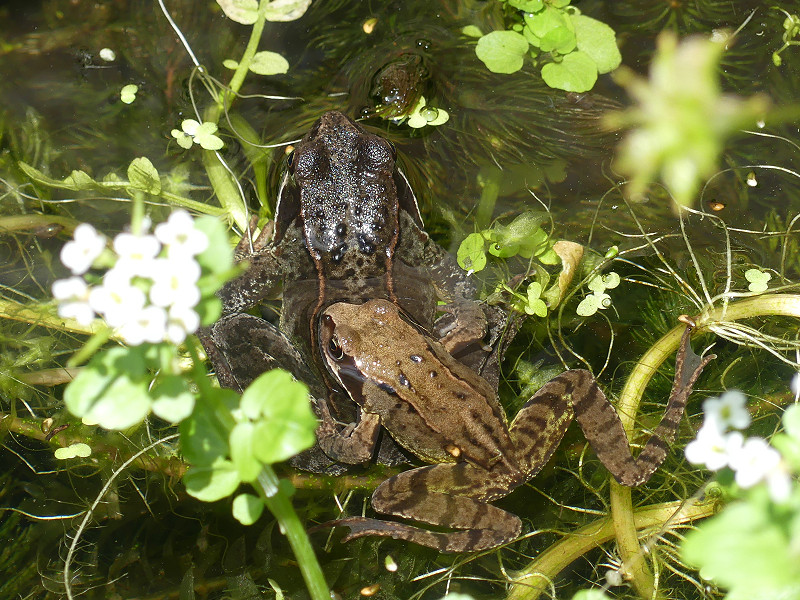 Wildlife Friendly Gardening - Horsham Resident Tony's Story