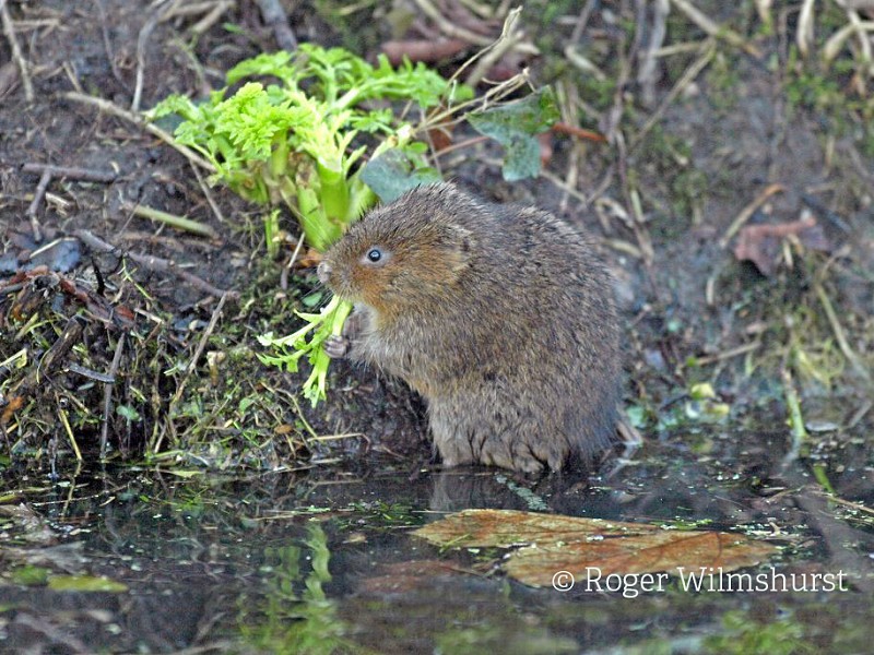 Threat to undermine decades of work to restore and protect threatened species.