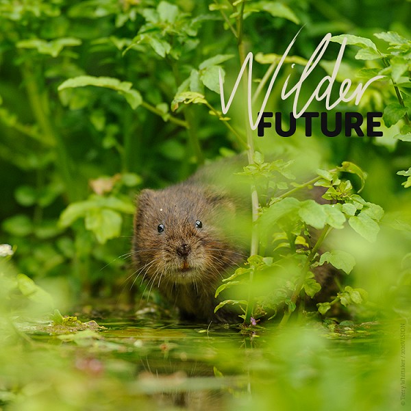 A Wilder Future for water voles?