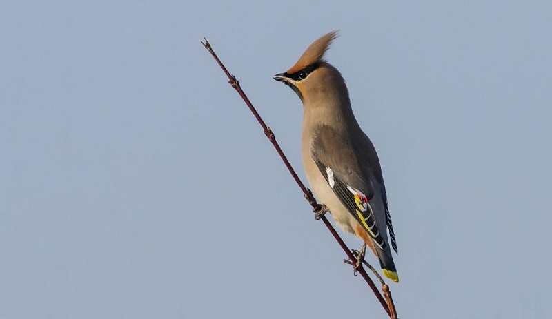 Species Spotlight: Waxwing
