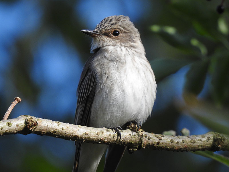 Seeing Sussex wildlife without a car