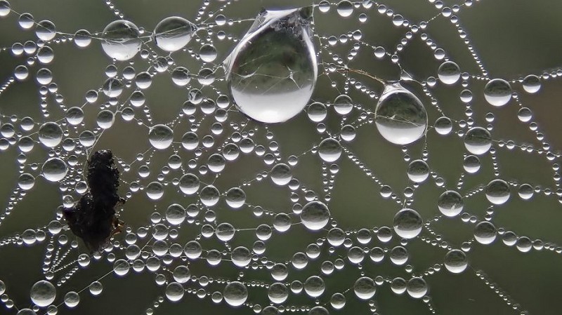 Why don't spiders get stuck in their own webs?