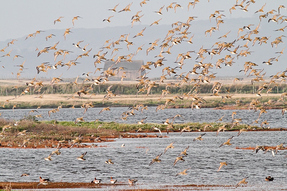 Birds on the move