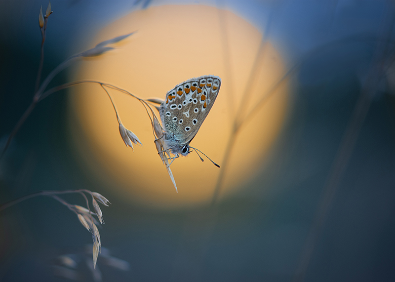 Into the Wild photography competition