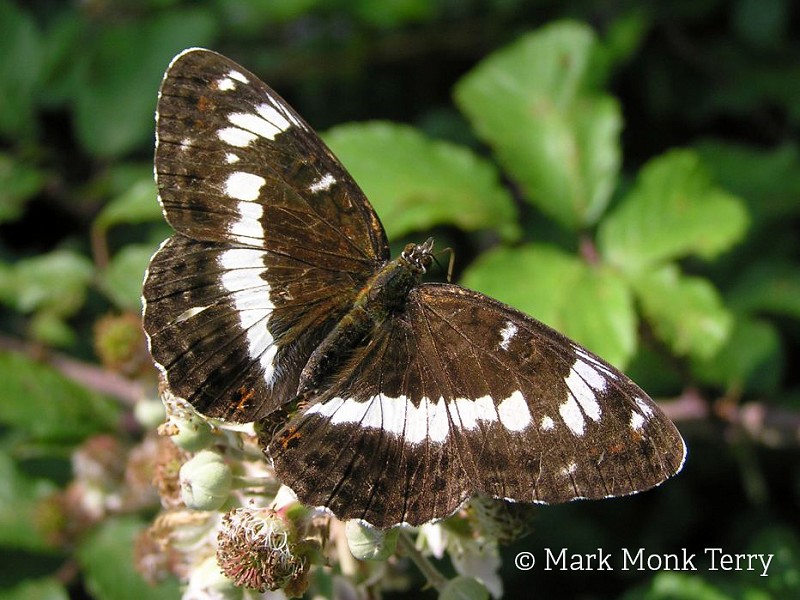 Black and white butterflies