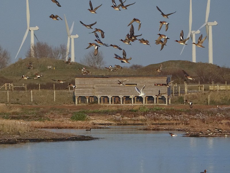 Rye Harbour Wetlands