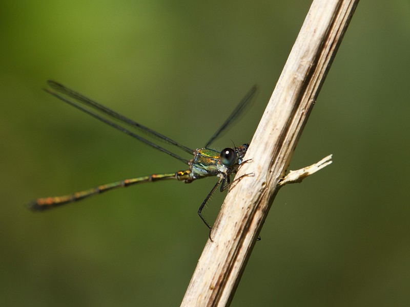 Willow Emerald Damselfly