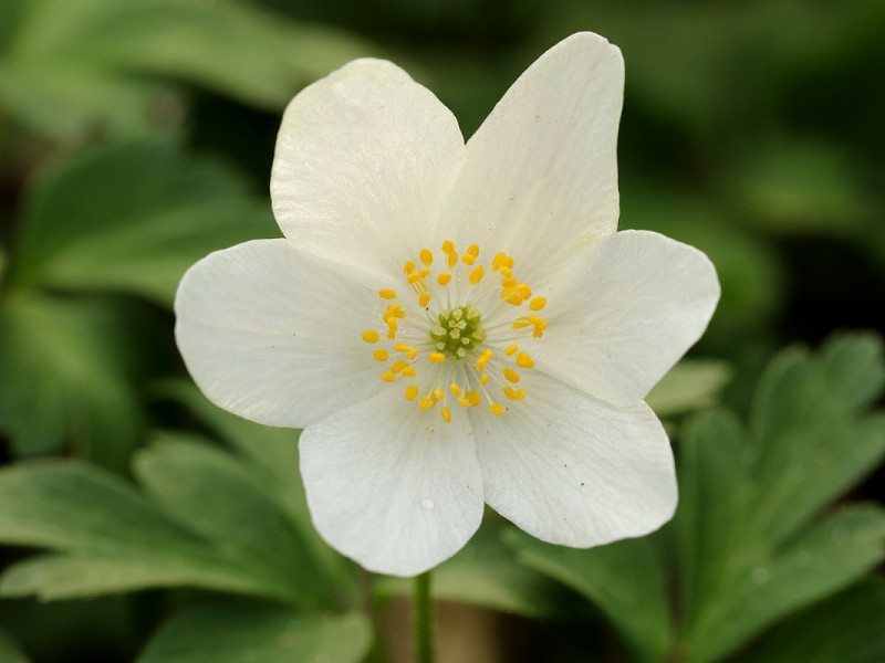 Species of the day: Wood Anemone
