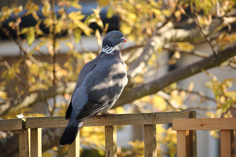 Species of the day: Wood Pigeon