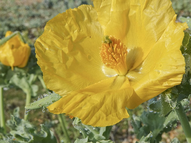 Shingle Flowers - a virtual visit to Rye Harbour Nature Reserve