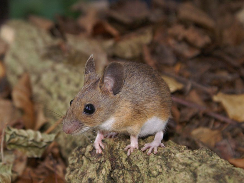 Finding out about small mammals