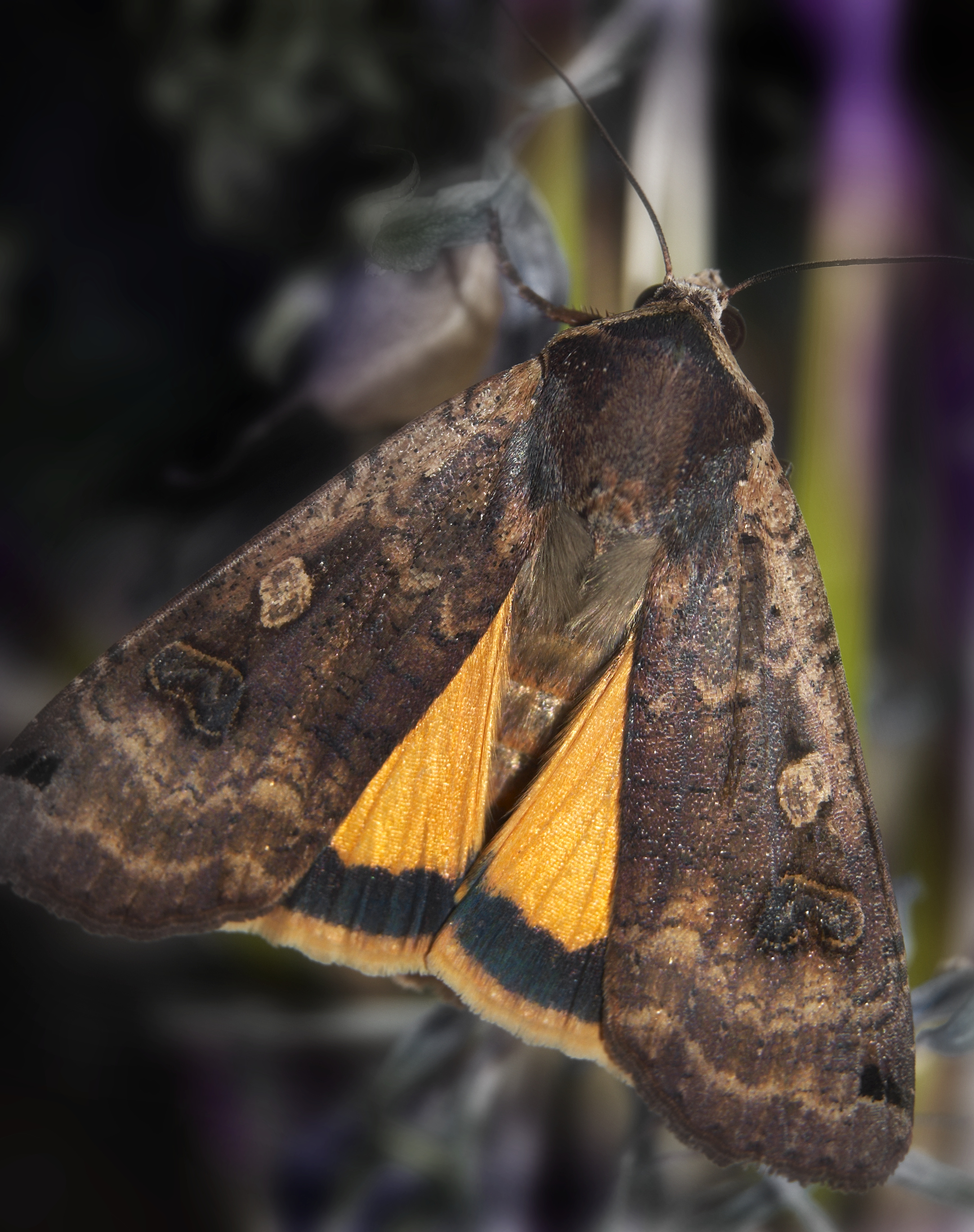 Large Yellow Underwing © Alan Price