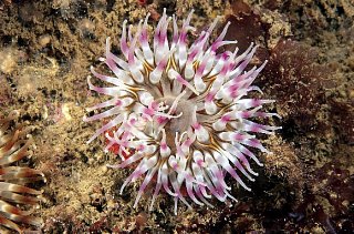 Anemones and jellyfish