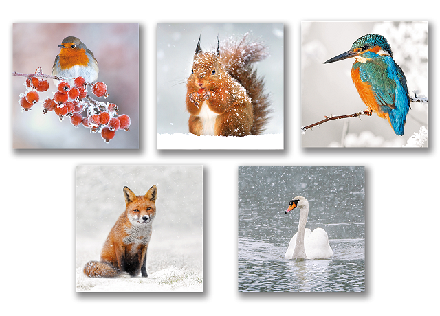 Large Christmas card mixed pack 2025