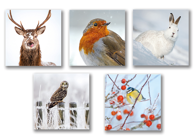 Small Christmas card mixed pack 2025