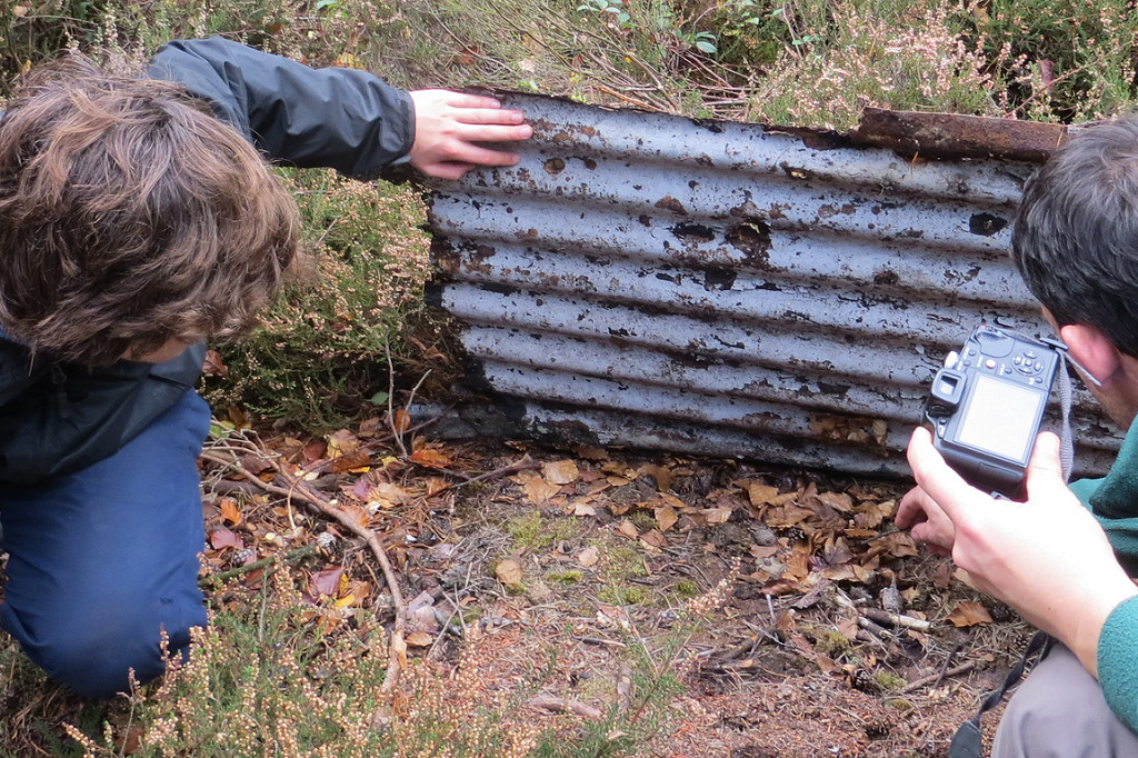 Wildlife Surveying