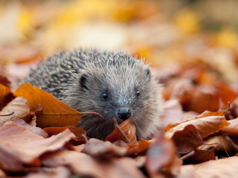 Remember, remember wildlife this 5th of November