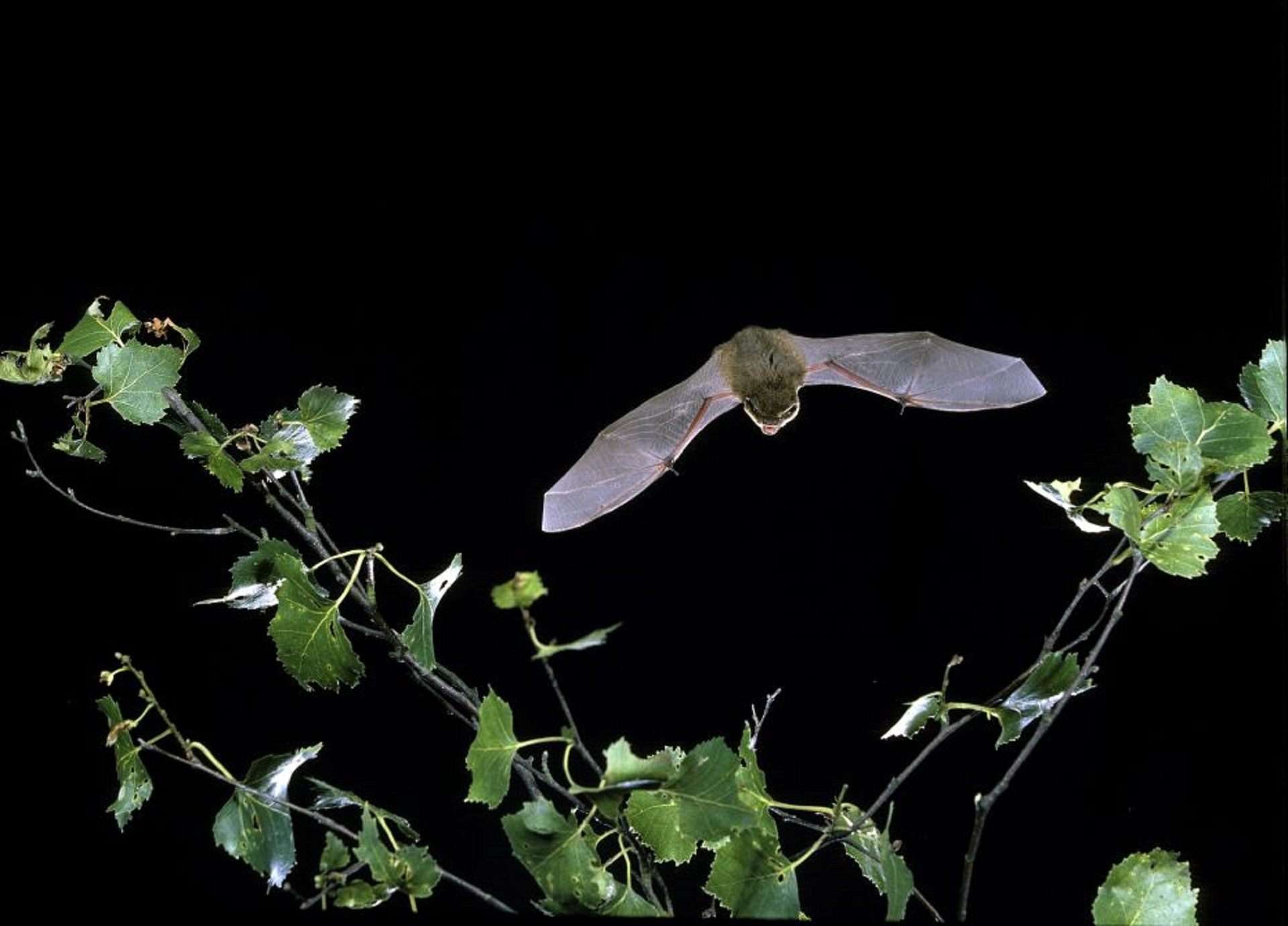 Pipistrelle Bat