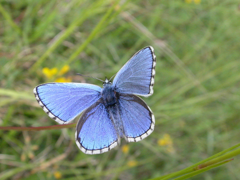 Adonis Blue © Graeme Lyons Adonis Blue © Graeme Lyons