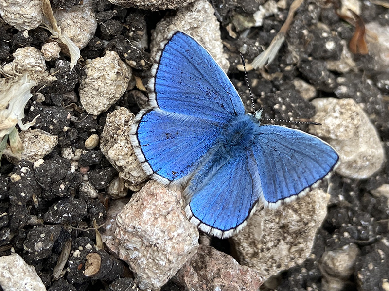 Adonis Blue © Nick Ostler Adonis Blue © Nick Ostler