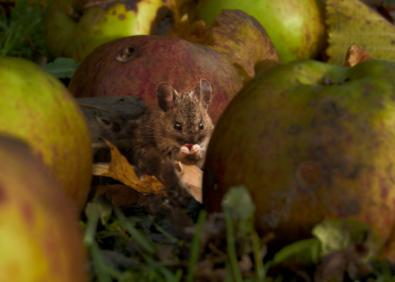 Wood Mouse © Alan Price