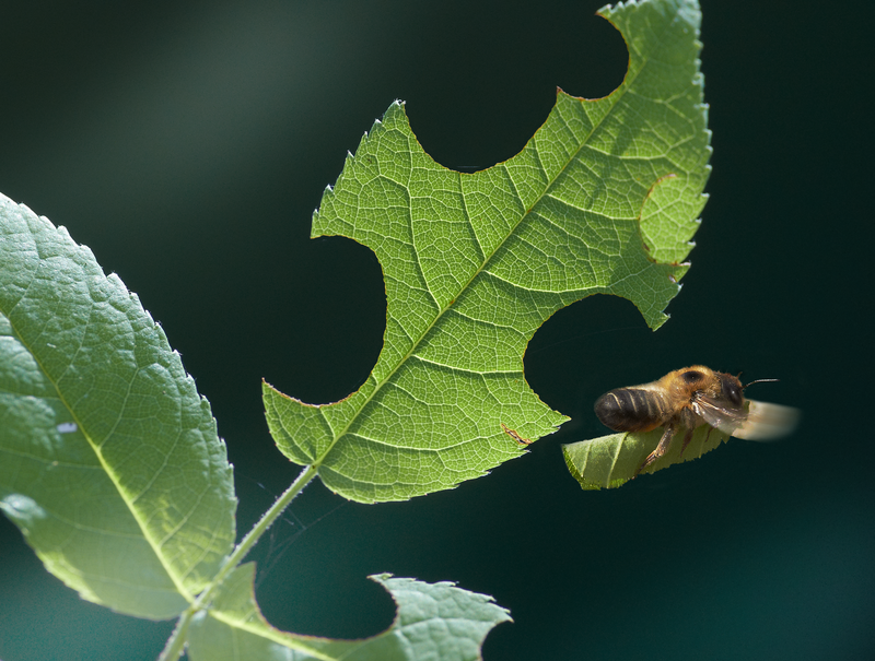 Leaf-cutter bee making off with leaf © Alan Price