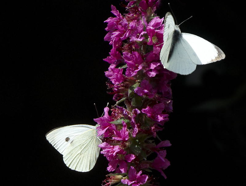 Small White butterflies © Alan Price Small White butterflies © Alan Price