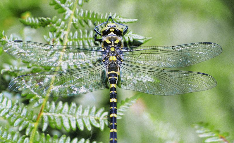 Golden-ringed Dragonfly